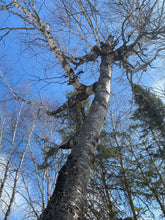 Load image into Gallery viewer, GOBS Birch Syrup 125ML